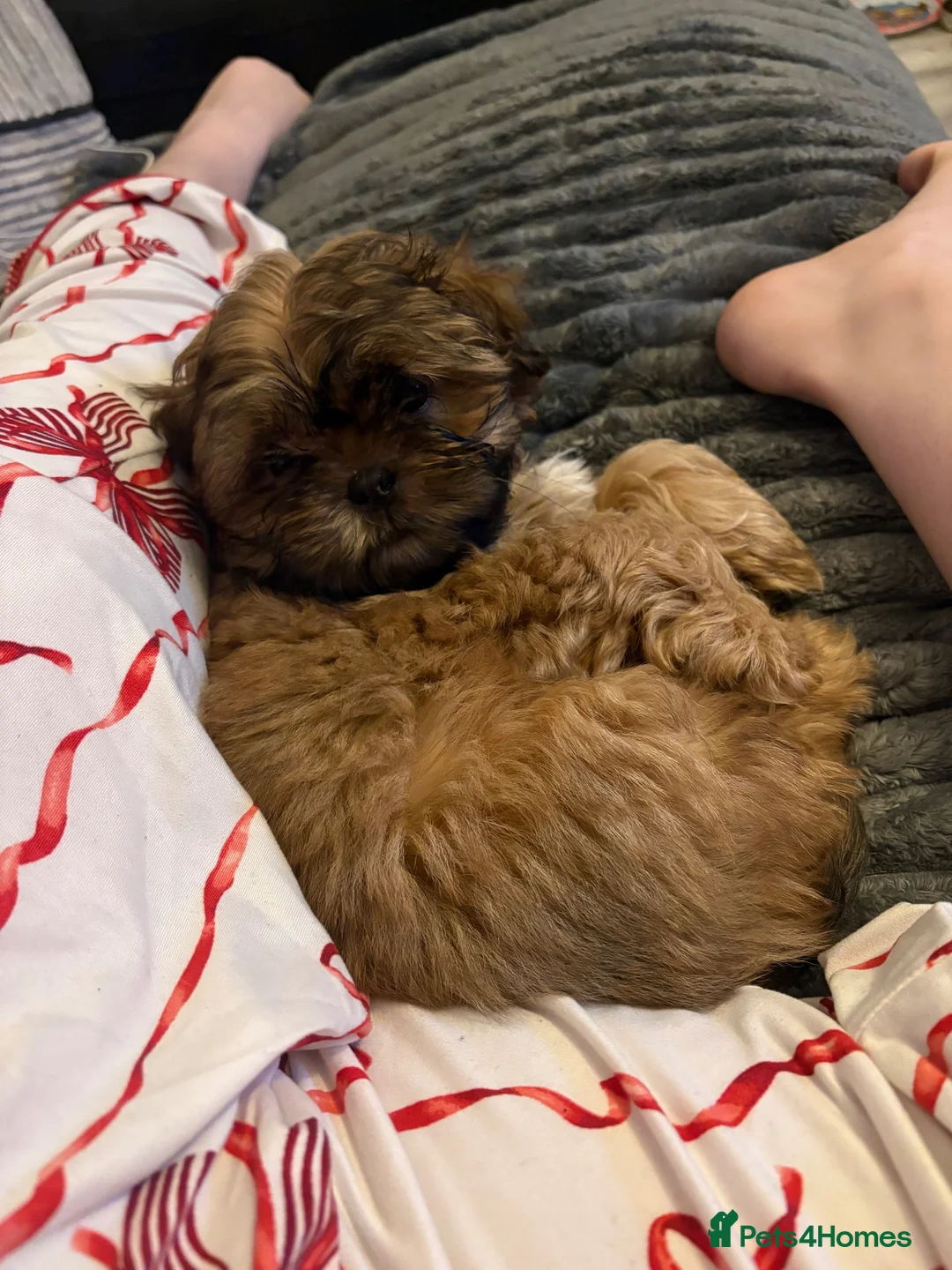 Shih Tzu dogs for sale: 10 month old puppy  in Prenton - Advert 7