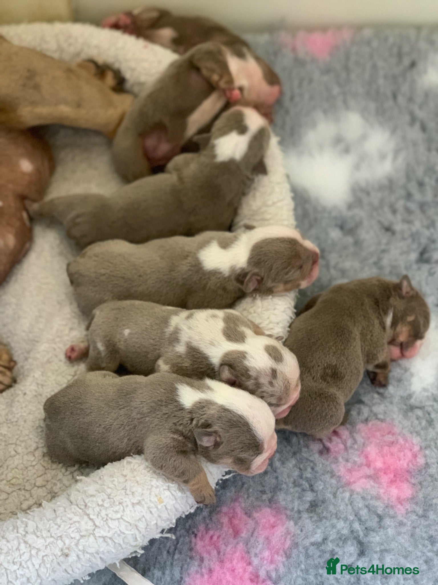 English Bulldog dogs Raised with love, bred with care - Advert 2
