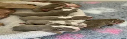 English Bulldog dogs for sale: Raised with love, bred with care - Advert 3
