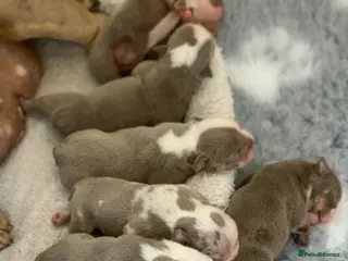 English Bulldog dogs Raised with love, bred with care - Advert 2