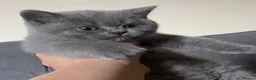 British Shorthair cats for sale: Championship line GCCF British Shorthair Kittens - Advert 22
