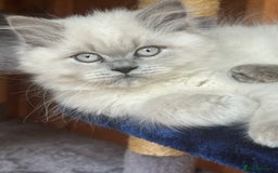 British Shorthair cats for sale: REDUCED - Image 22