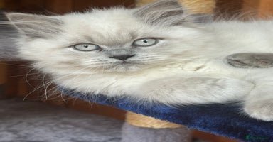 British Shorthair cats - Advert 1