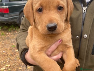 Labrador Retriever dogs for sale - Advert 1