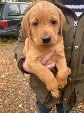 Labrador Retriever dogs - Advert 2