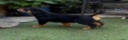 Central Asian Shepherd dogs for sale: Central Asian Shepard - Advert 20