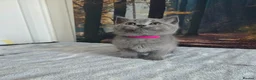 British Shorthair cats for sale: British Shorthair Kittens  - Advert 19