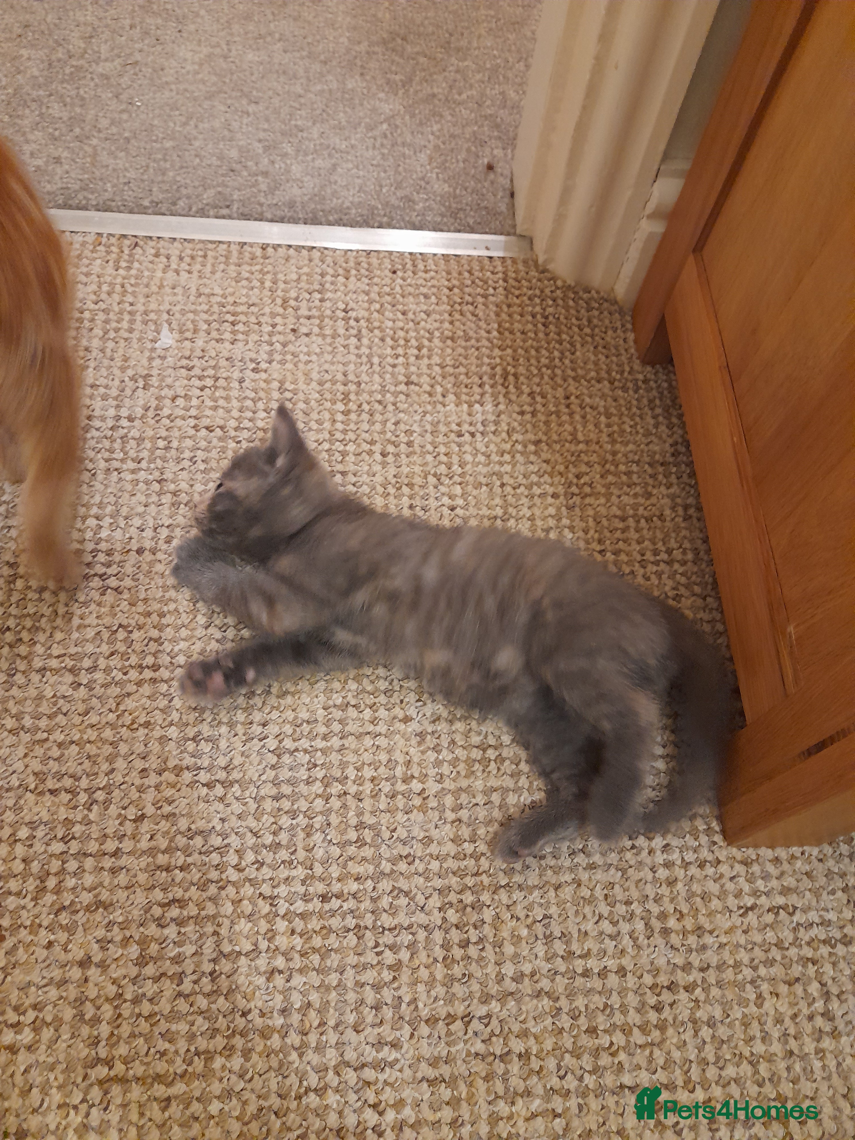 Mixed Breed cats for sale: Kittens 4 sale - Advert 20