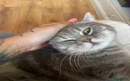 British Shorthair cats for sale: 1yr old male BSH for rehoming  - Image 6