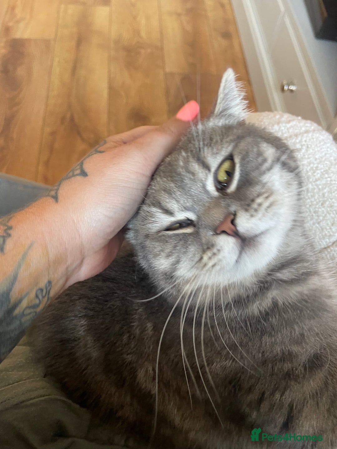 British Shorthair cats for sale: 1yr old male BSH for rehoming  - Image 6