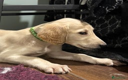 Saluki dogs for sale: Saluki  - Image 20