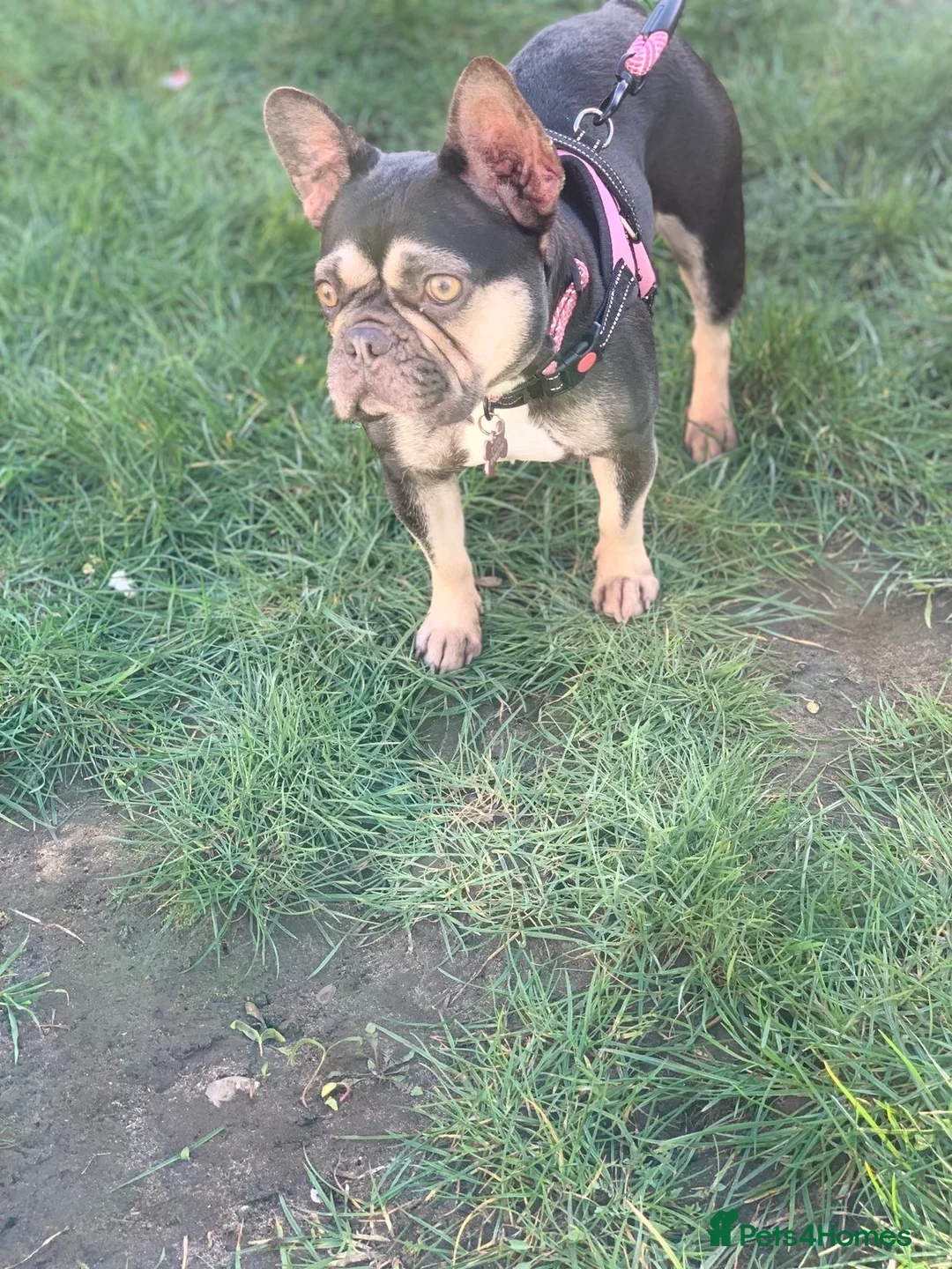 French Bulldog dogs for sale: 4 year old French bulldog  - Advert 2