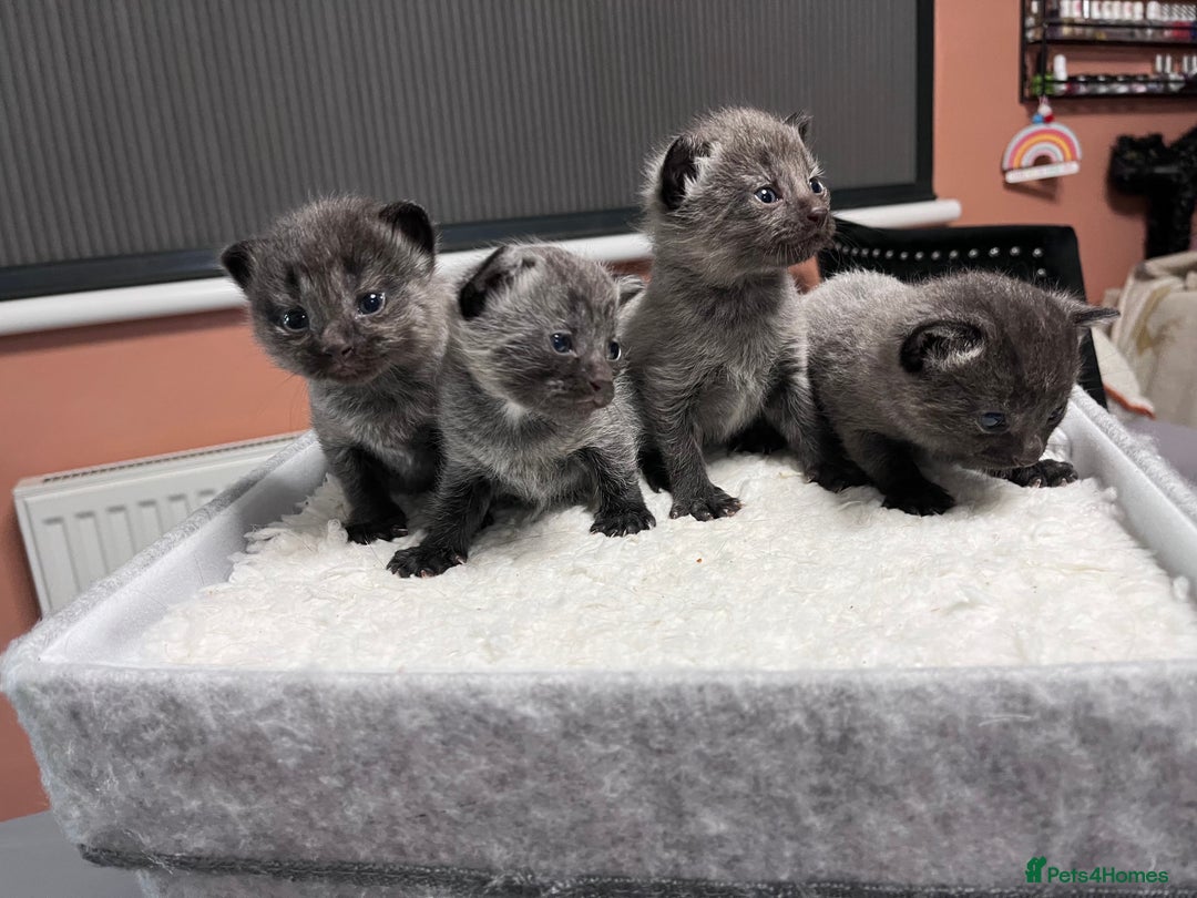 Mixed Breed cats for sale: 4 beautiful grey kittens getting darker  - Image 4