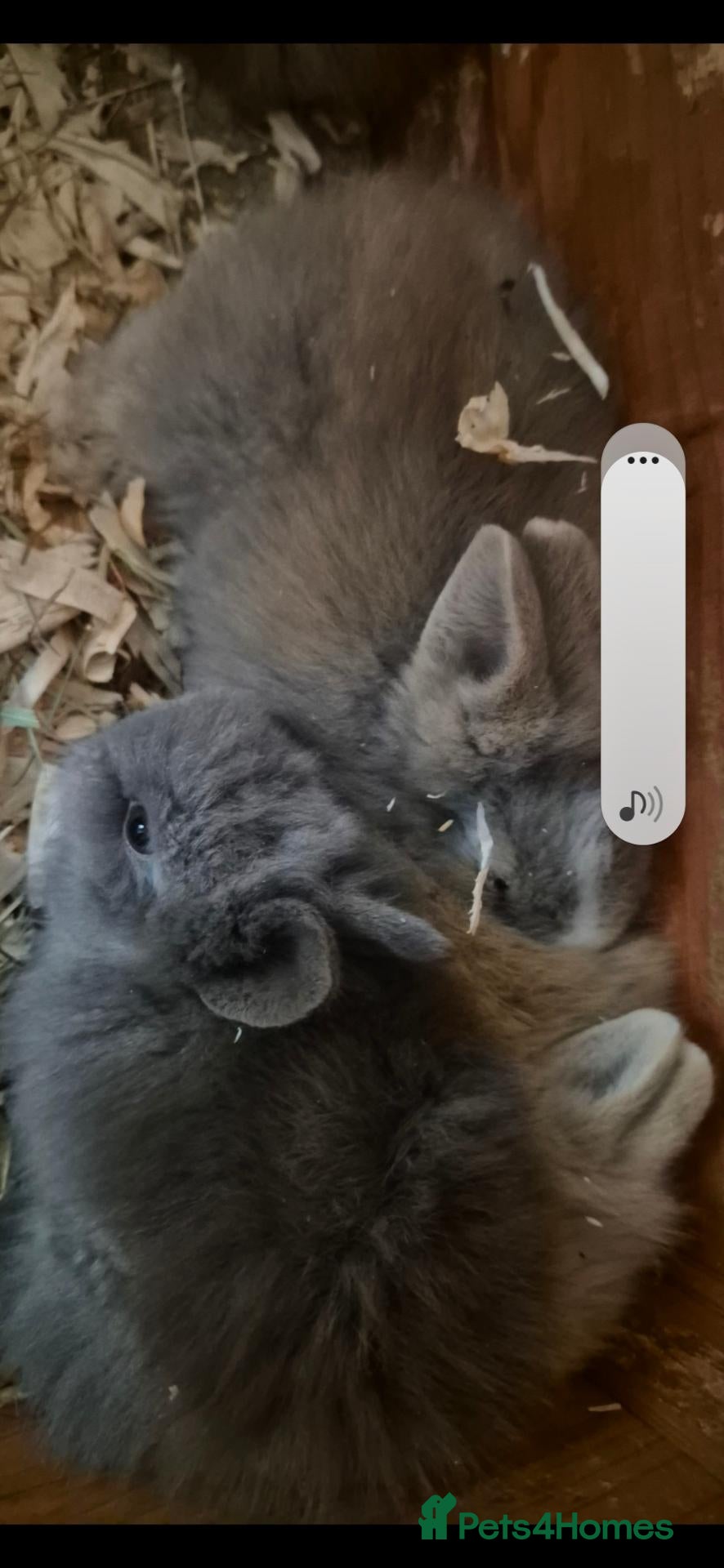 Mini Lop rabbits for sale: 5 week old beautiful Teddy Dwerg kits - Advert 6