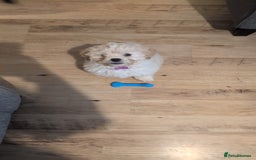Shih Tzu dogs for sale: Beautiful Golden shih-tzu puppy - Image 7