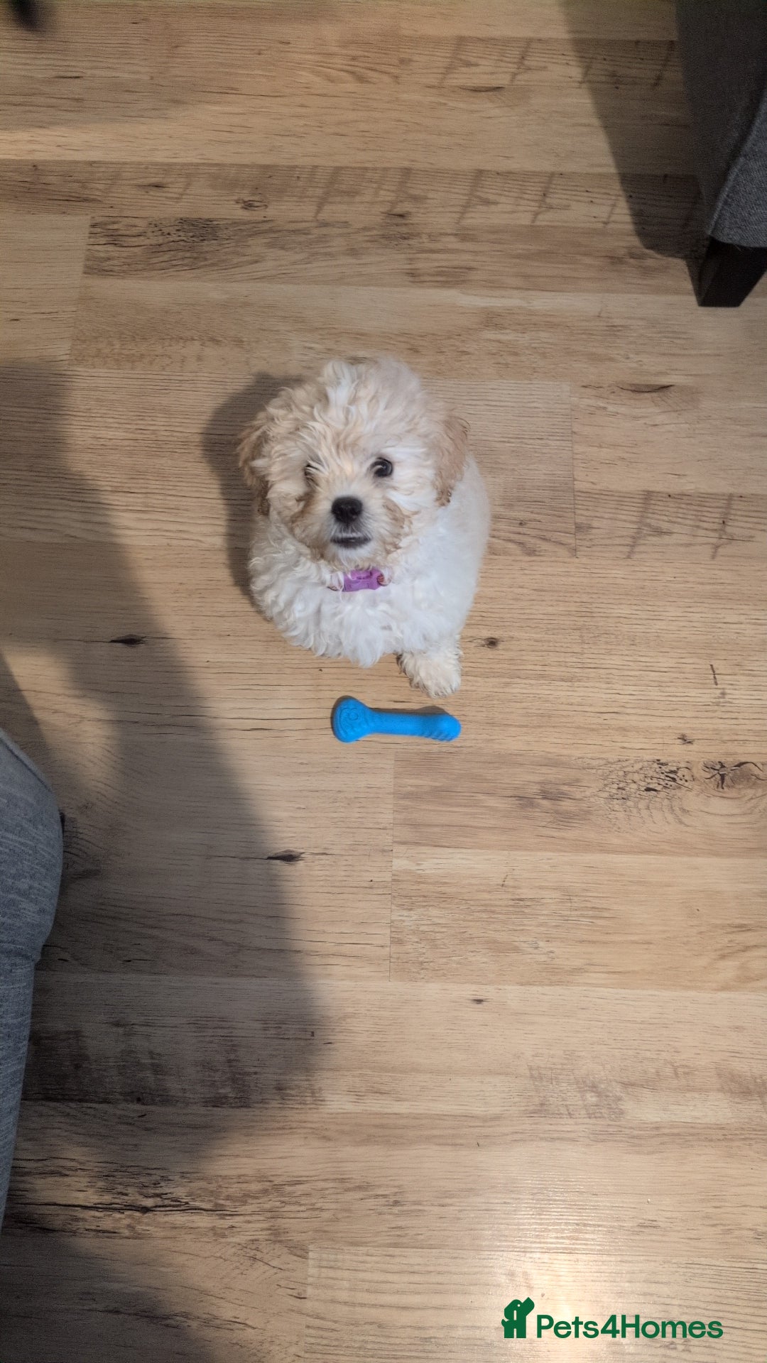 Shih Tzu dogs for sale: Beautiful Golden shih-tzu puppy - Image 7