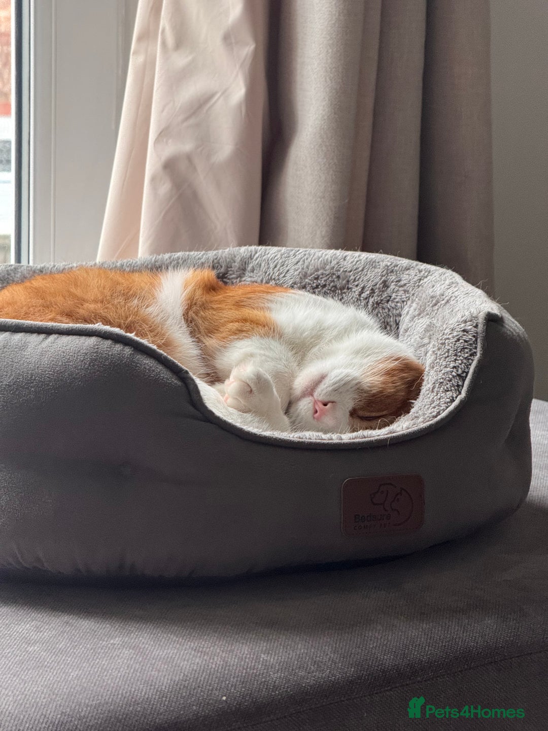 Mixed Breed cats for sale: Rehoming Toby  - Advert 3