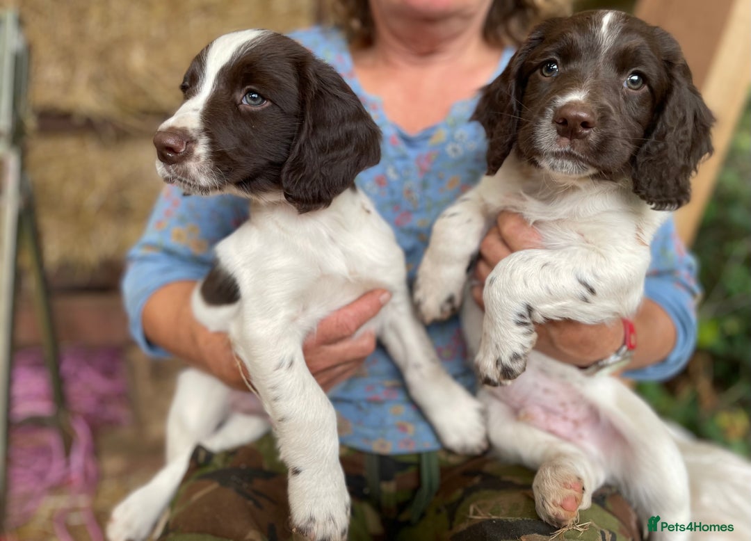 English Springer Spaniel dogs for sale: English springer spaniel puppies - Image 6