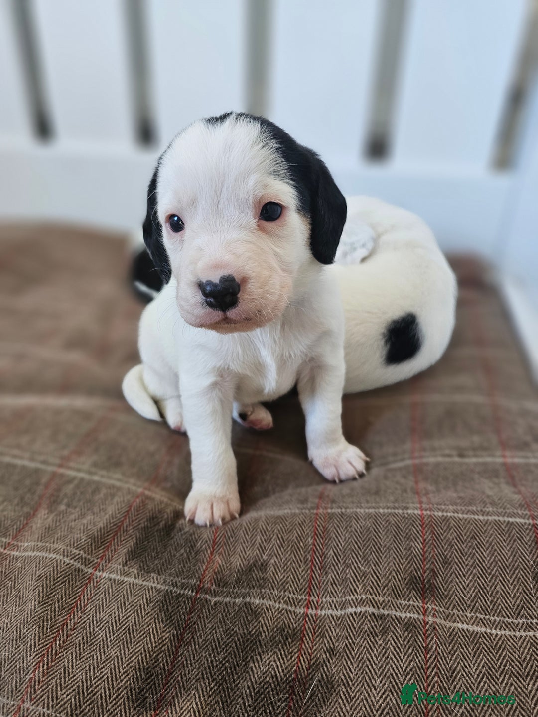 Beagle dogs for sale: BEAGLE X SPANIEL MIX PUPPIES - Image 6