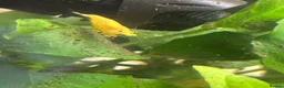 Shrimps fish for sale: Yellow Neo shrimp x12  - Advert 2