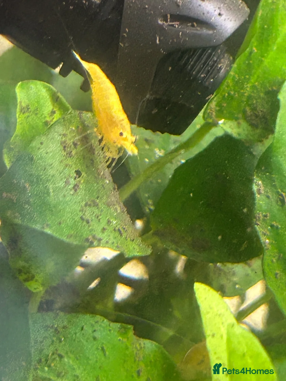 Shrimps fish for sale: Yellow Neo shrimp x12  - Advert 2