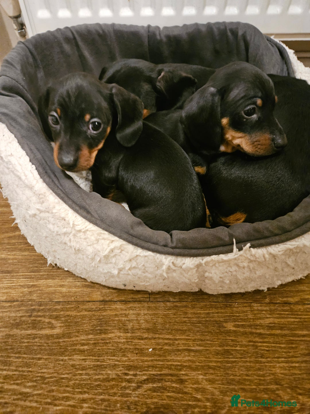 Miniature Dachshund dogs for sale: Miniature dachshund male puppies - Advert 4