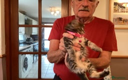 Ragdoll cats for sale: Beautiful Maine Coon, Tabby Cross kittens - Image 17