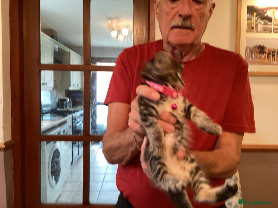Ragdoll cats for sale: Beautiful Maine Coon, Tabby Cross kittens - Image 17