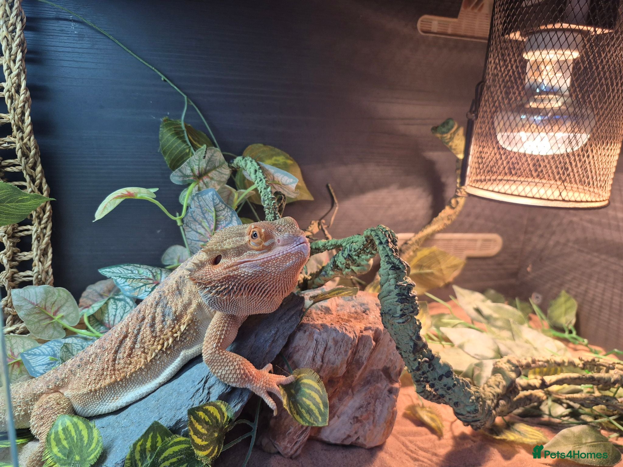 Bearded Dragon reptiles Bearded dragon for sale - Advert 1