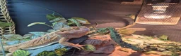 Bearded Dragon reptiles for sale: Bearded dragon for sale - Advert 1