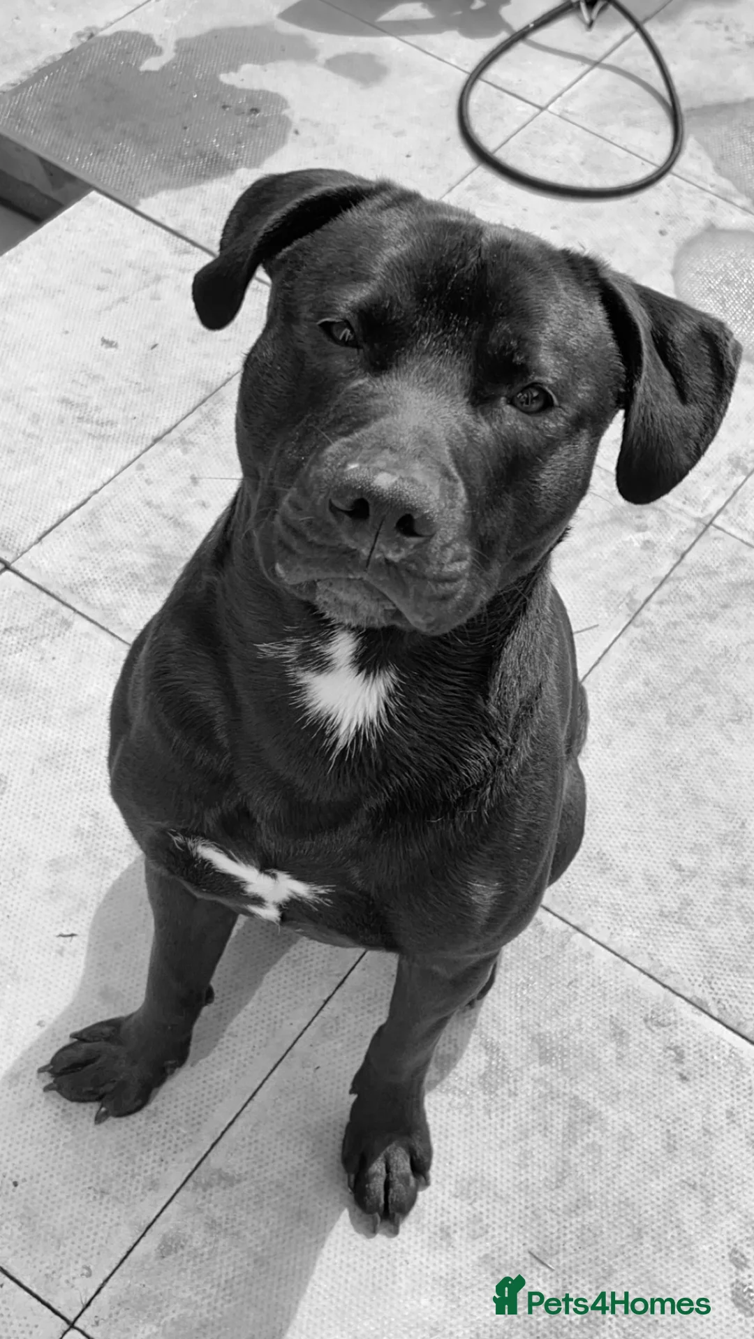 Mixed Breed dogs for sale: Lab-staffy DUKE for sale!  in Leyland - Advert 2