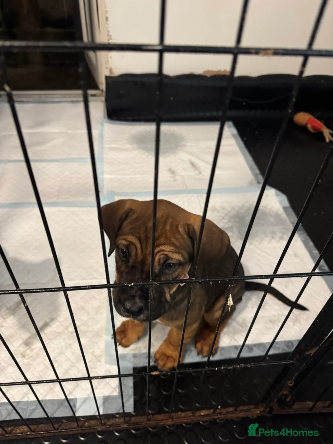 Cane Corso dogs for sale: Ready to go Thursday 2boys 1girl cane Corso pups - Advert 12