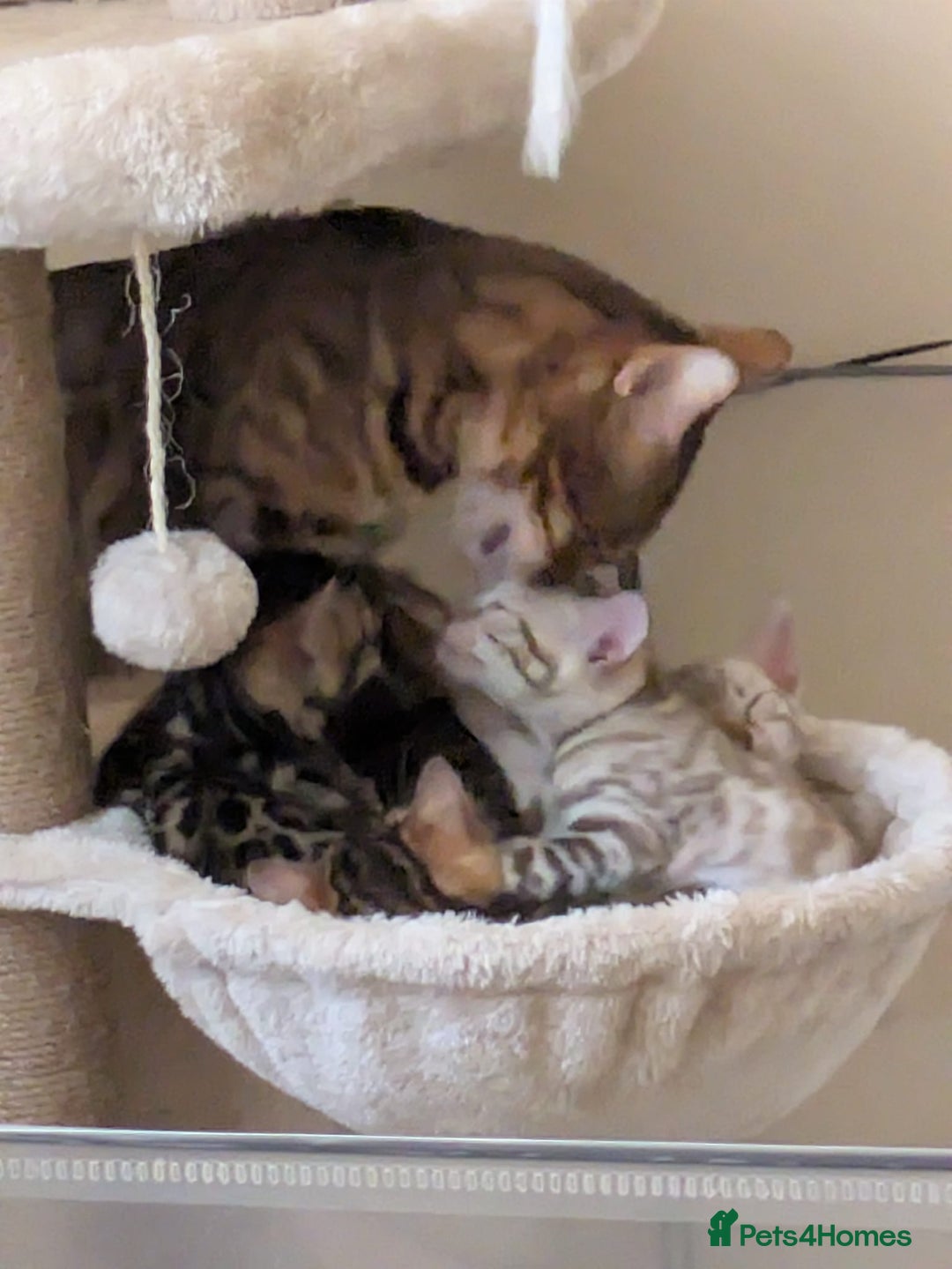 Bengal cats for sale: Family Raised TICA Bengal Kittens - Advert 7