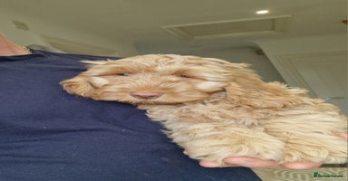 Cockapoo dogs - Advert 11