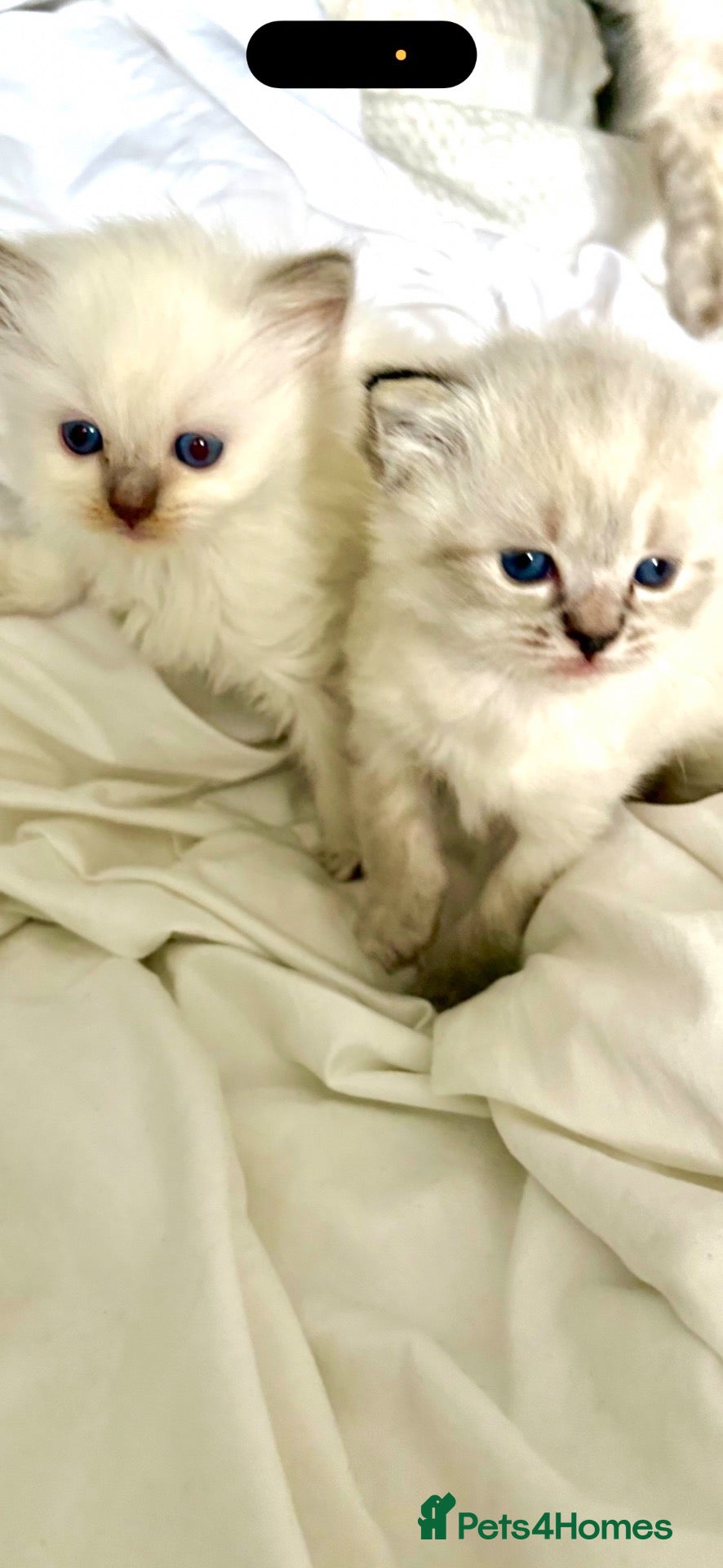 Ragdoll cats 🌸 Stunning GCCF Babies 🌸 - Advert 16