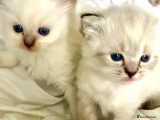 Ragdoll cats 🌸 Stunning GCCF Babies 🌸 - Advert 16