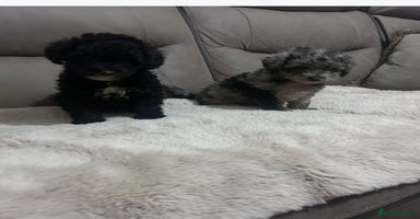 Toy Poodle dogs - Advert 3