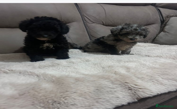 Toy Poodle dogs - Advert 4
