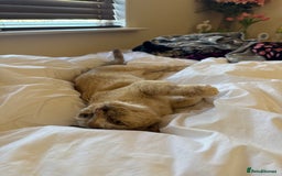 Burmese cats for sale: Cookie - Image 5