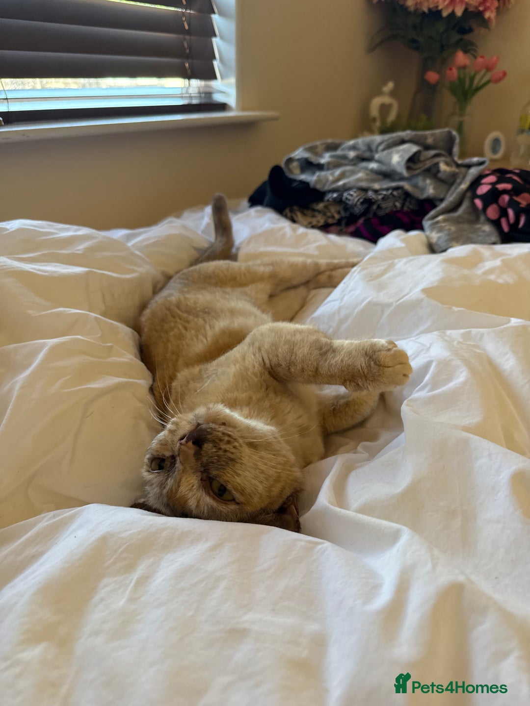 Burmese cats for sale: Cookie - Image 5