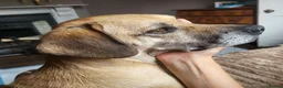 Mixed Breed dogs for sale: Nikita - mixed breed in Ipswich - Advert 7