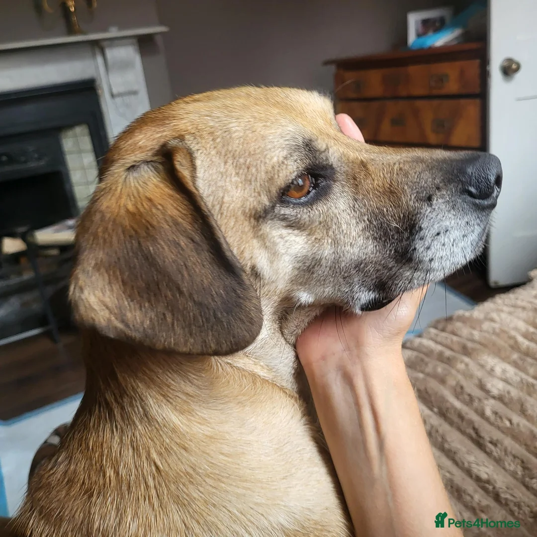Mixed Breed dogs for sale: Nikita - mixed breed in Ipswich - Advert 7