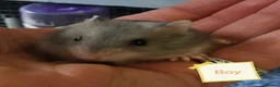 Hamster rodents for sale: Baby Winter white dwarf hamsters  - Advert 5