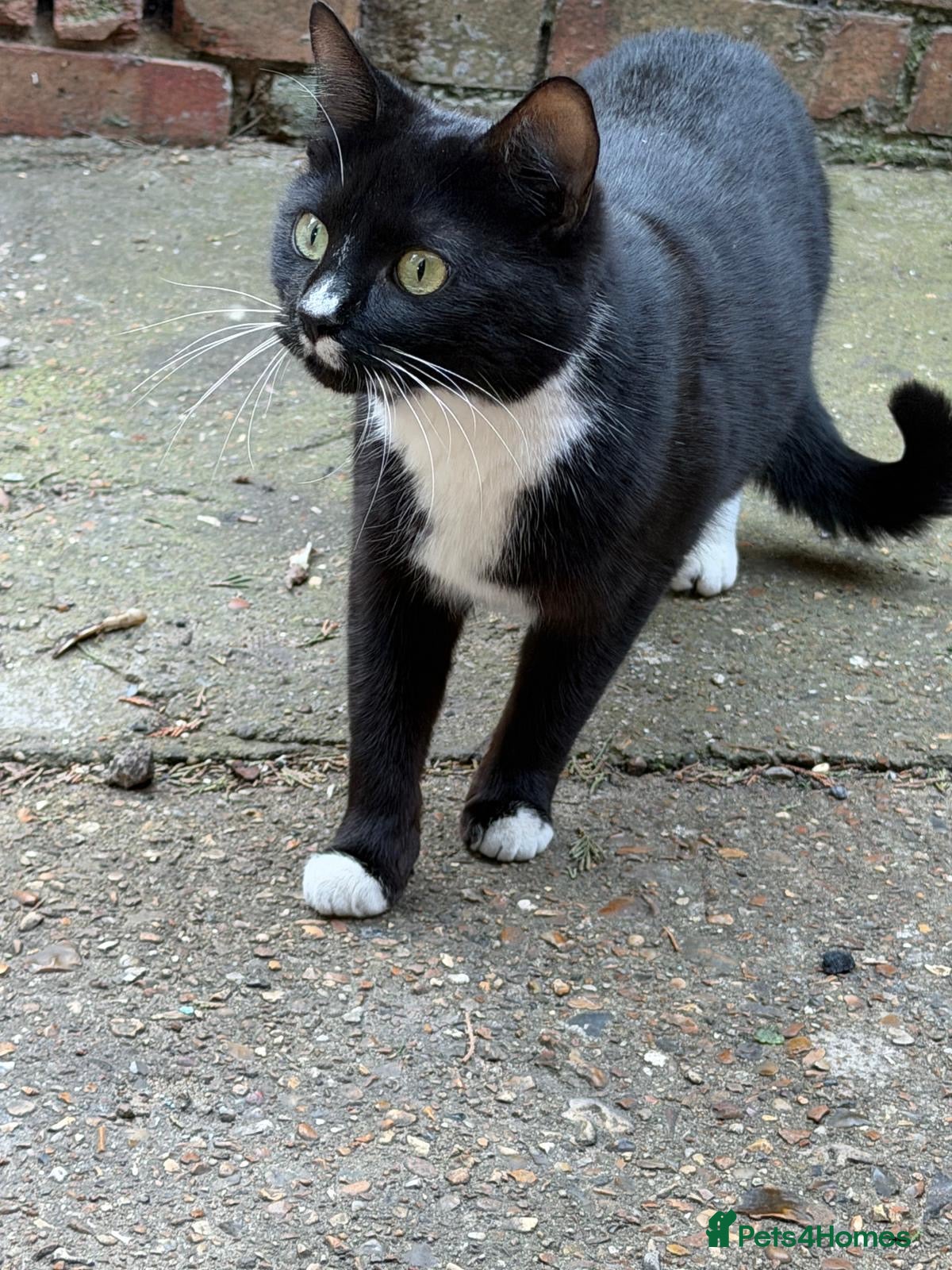 Mixed Breed cats 2 kittens looking for a loving home - Advert 3