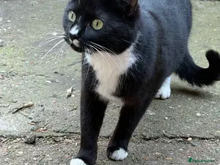 Mixed Breed cats 2 kittens looking for a loving home - Advert 9