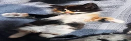 Turkish Angora cats for sale: Turkish Angora Playful Kittens - Advert 10