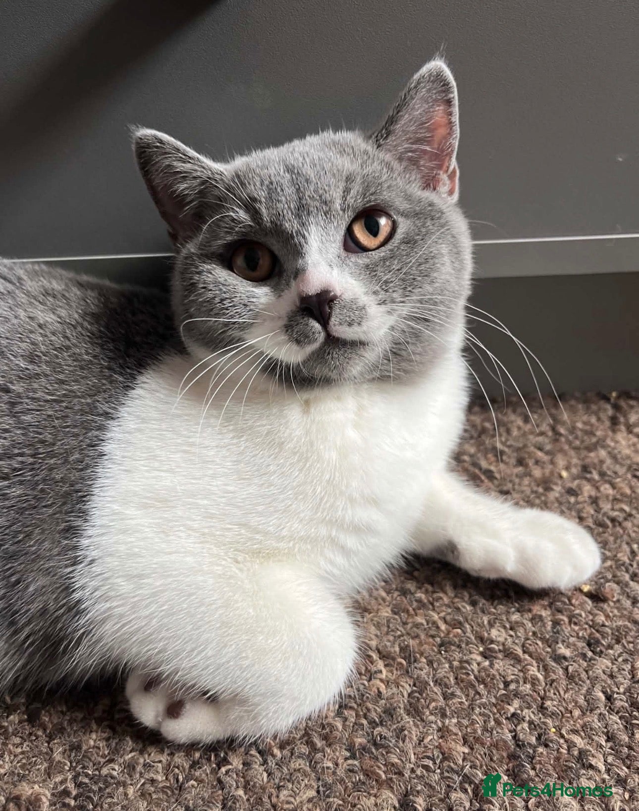 British Shorthair cats TICA REGISTERED BICOLOUR BLUE/WHITE BOYS🐾 - Advert 2