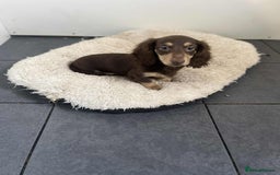 Miniature Dachshund dogs for sale: Miniture daschund puppy  - Image 2