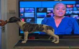 Whippet dogs for sale: A beautiful-well bred litter of small whippets  - Image 3