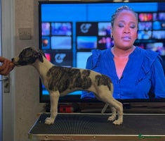 Whippet dogs - Advert 2